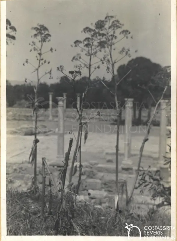 Tall dried plant stalks in front of rows of standing columns on the Salamis site