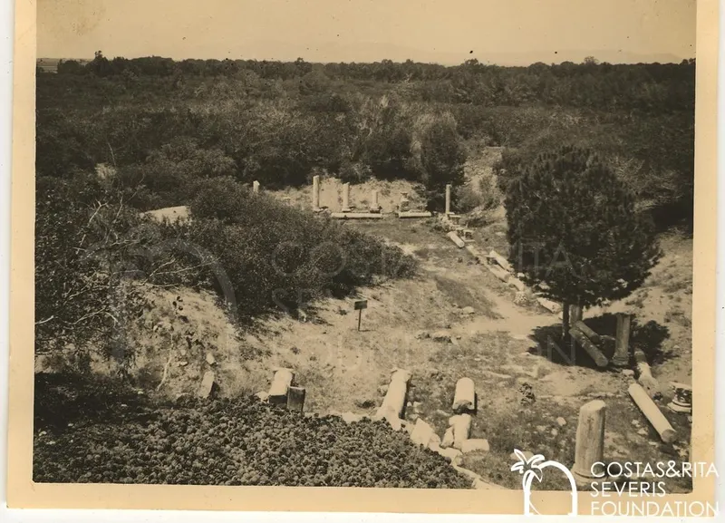 Overview of the Salamis site with fallen column drums in the foreground and standing columns in the distance