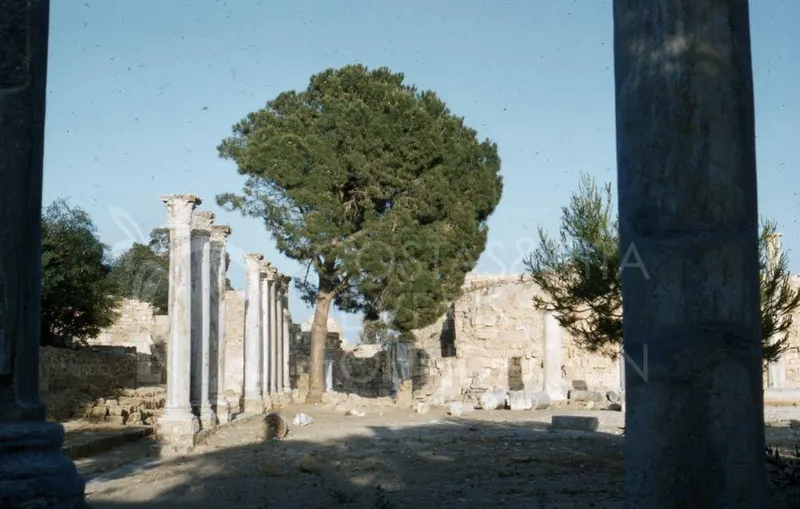Standing columns and a large pine tree among ruined walls at the ancient site of Salamis under a clear sky