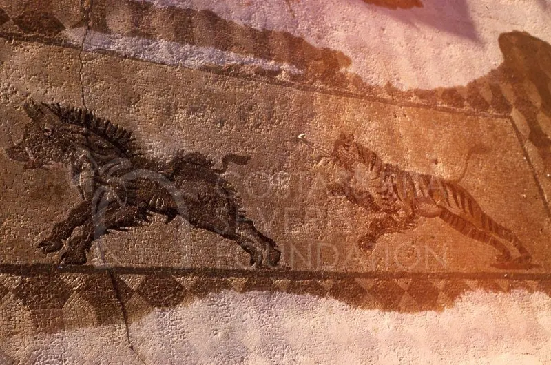Mosaic floor panel with a dark bristly animal on the left and a striped big cat on the right, facing each other