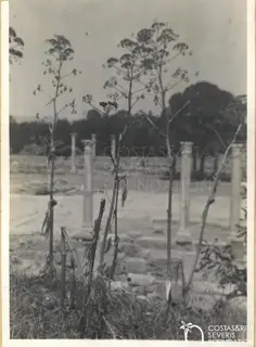 Tall dried plant stalks in front of rows of standing columns on the Salamis site