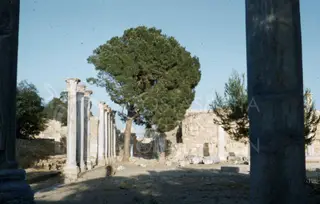 Standing columns and a large pine tree among ruined walls at the ancient site of Salamis under a clear sky