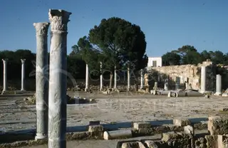 Tall carved columns in the foreground of the ancient site of Salamis, with fallen drums and a pine tree behind