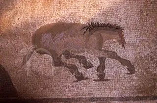 Floor mosaic of a four-legged animal with a bristled back, in dark and light tesserae