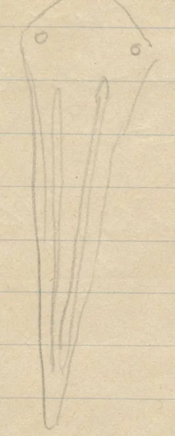 Two dagger blades with rounded butts and two rivet holes each