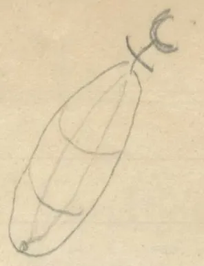 Elongated oval object divided by lines, with a crescent-like symbol at the top