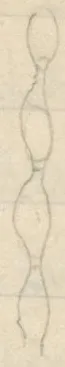 Vertical chain-like motif of connected ovals