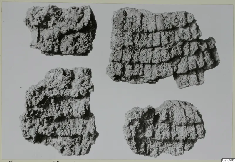 Four corroded metal fragments of a coat of mail, arranged on a pale background