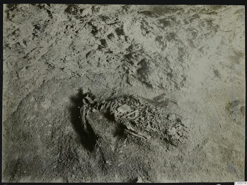 Skeleton partly exposed in soil during excavation of Tomb 302 at Lapithos, Vrysi tou Barba