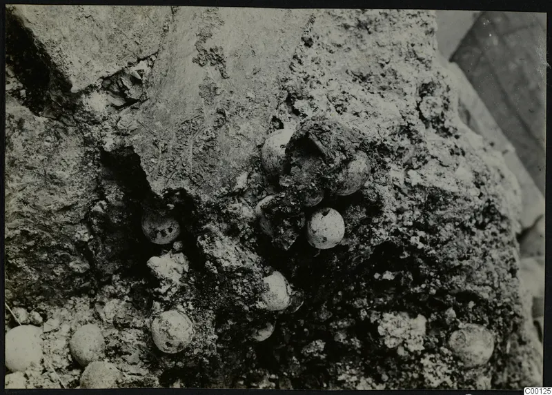Tomb 322 b at Lapithos, Vrysi tou Barba: close view of round pale objects embedded in crumbly soil during excavation