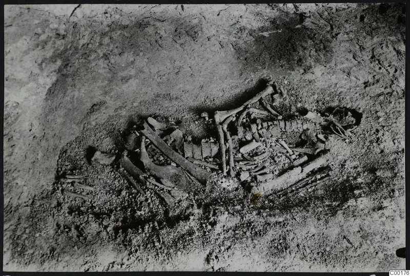 Skeleton lying in excavated soil in Tomb 309 at Lapithos, during excavation
