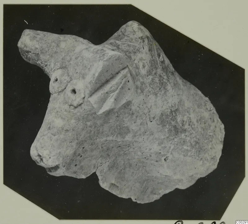 Terracotta figurine of an animal head, with round eyes, a projecting ear or horn and a broken lower edge