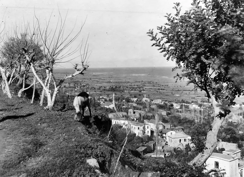 View over Lapithos village and coastal plain, with a horse or donkey grazing on the slope in the foreground