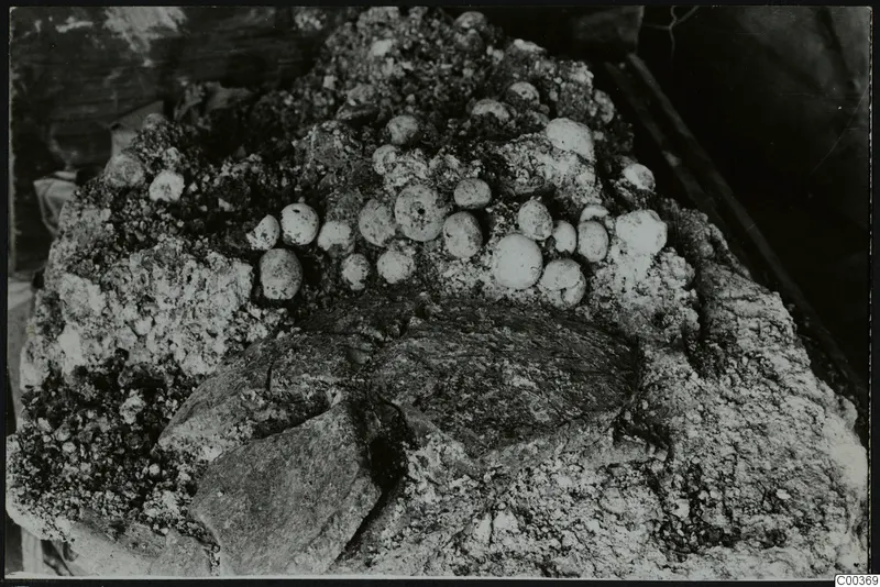 Tomb 322 b at Lapithos, Vrysi tou Barba: pale rounded objects set in encrusted soil inside a tomb chamber during excavation