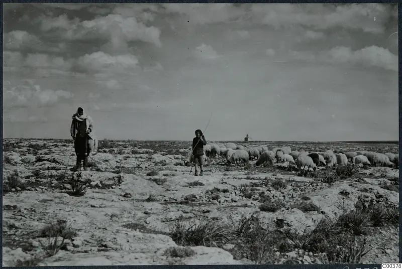 Two shepherds with a flock of sheep on a stony landscape at Milia, with a small chapel on the horizon.
