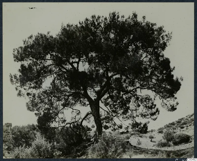Large pine tree with spreading crown on a scrubby hillside, with bushes and a bare slope beside it.