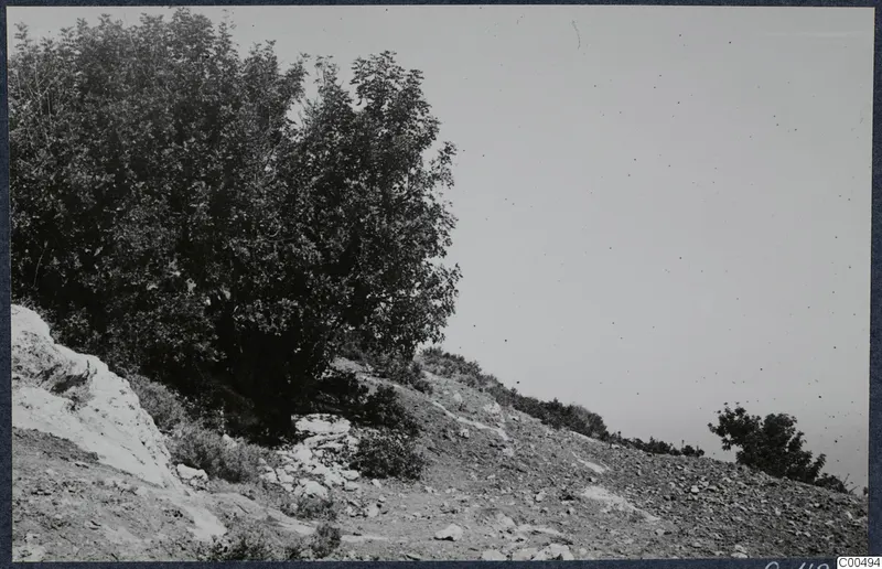 Rocky hillside at Vouni with a large dense tree and a pale limestone outcrop at left