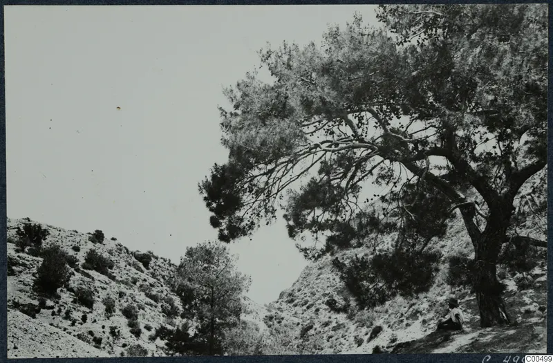 Large pine tree over a scrubby hillside, with a seated person at the lower right