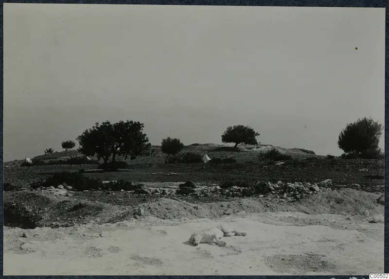 Pale dog lying on bare excavated ground beside a line of stones at Vouni, with trees and tents on the hills behind.
