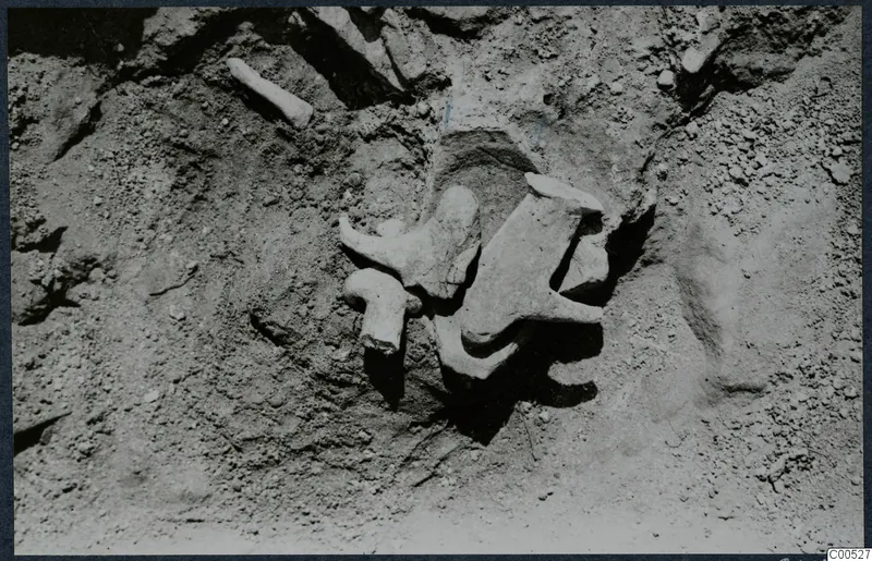 Finds in situ in excavated soil at Vouni Palace: several pale, worn objects lying together in the ground.
