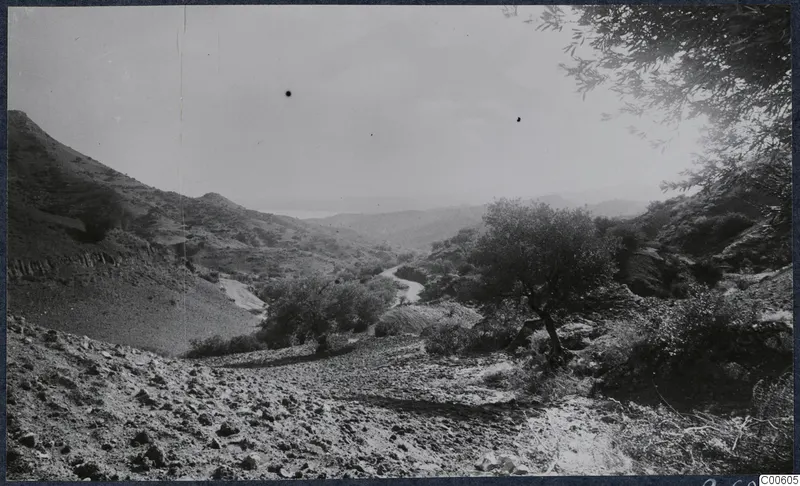Rocky valley with a winding track, olive trees and hills under a pale sky, seen from near Vouni