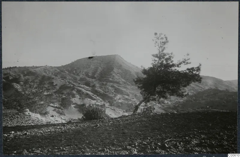 Landscape at Vouni with a flat-topped hill, stony ground and a leaning pine tree.