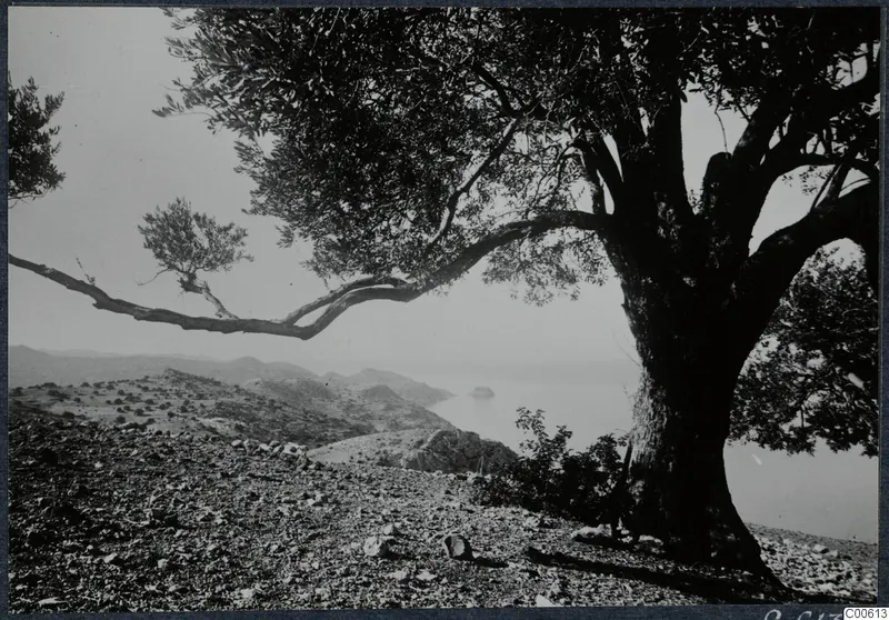 Large tree with spreading branches above a stony slope, with hills and the sea beyond at Vouni