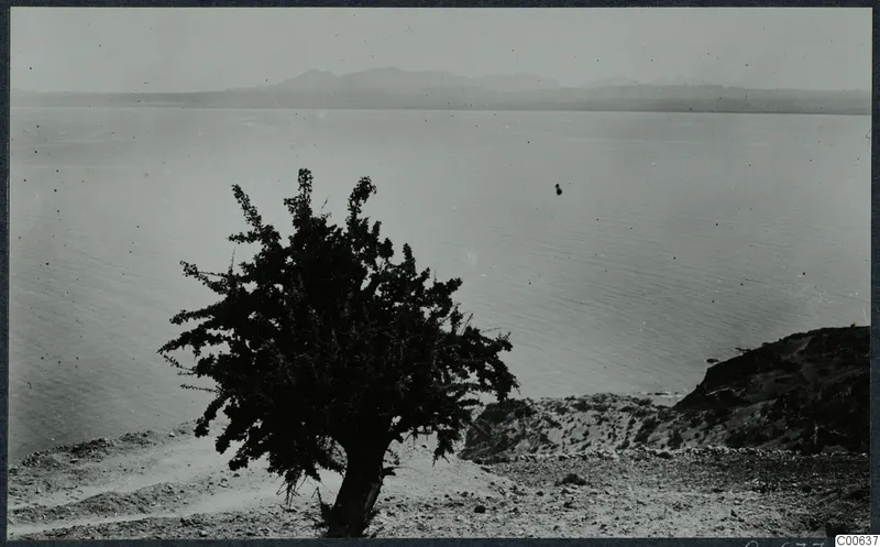 Tree on a rocky slope above calm water, with distant mountains beyond, at Vouni