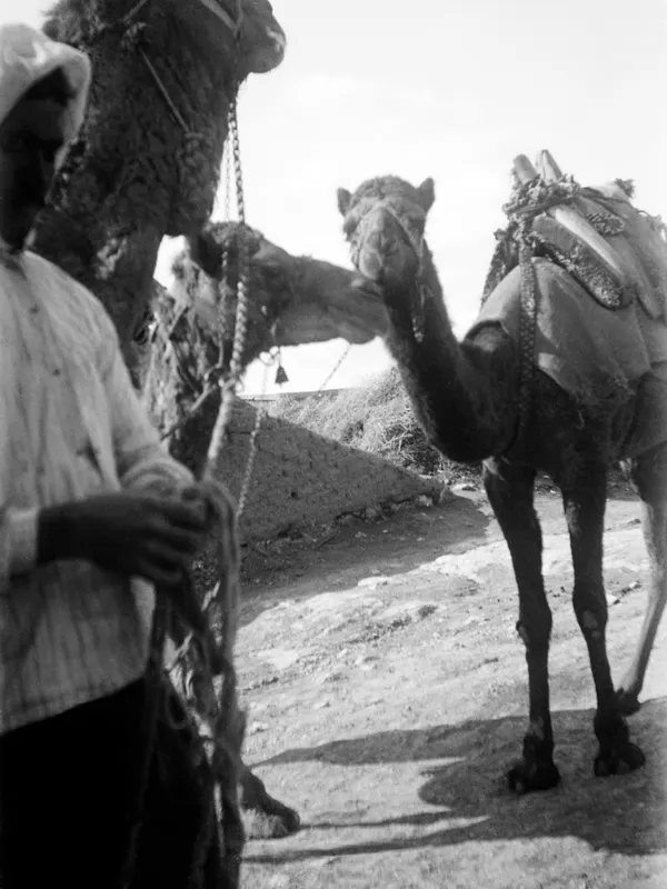 Camels with packsaddles standing on a dirt track beside a mud-brick wall at Milia, with a man holding their ropes.