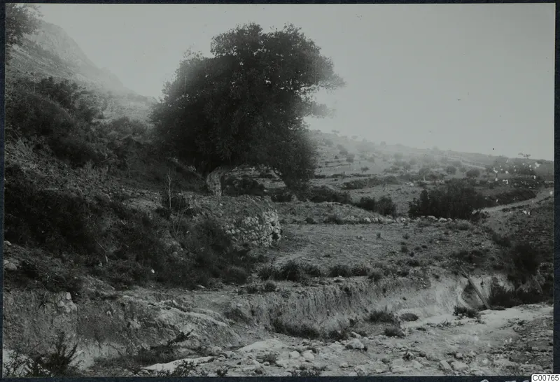 Landscape at Plakes, Lapithos, with a large tree, low stone walls and a stony channel in the foreground.