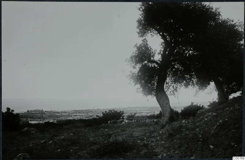 Landscape at Plakes, Lapithos, with large trees on a stony slope and a plain with the sea beyond.