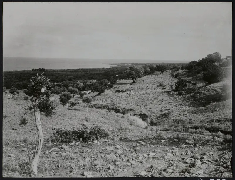 Open hillside with scattered olive trees and rocks, sloping down towards a bay of the sea at Plakes, Lapithos.