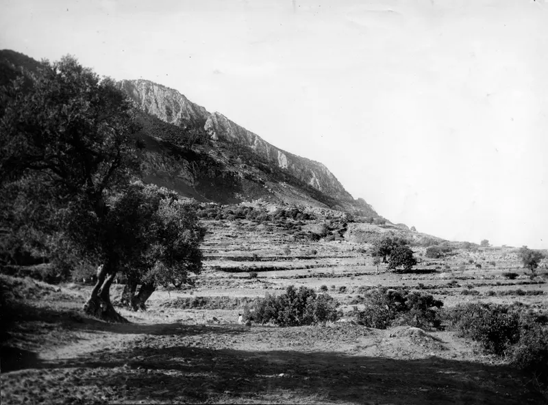 Landscape view at Plakes, Lapithos, with large olive trees and a rocky mountain slope behind terraced hillside