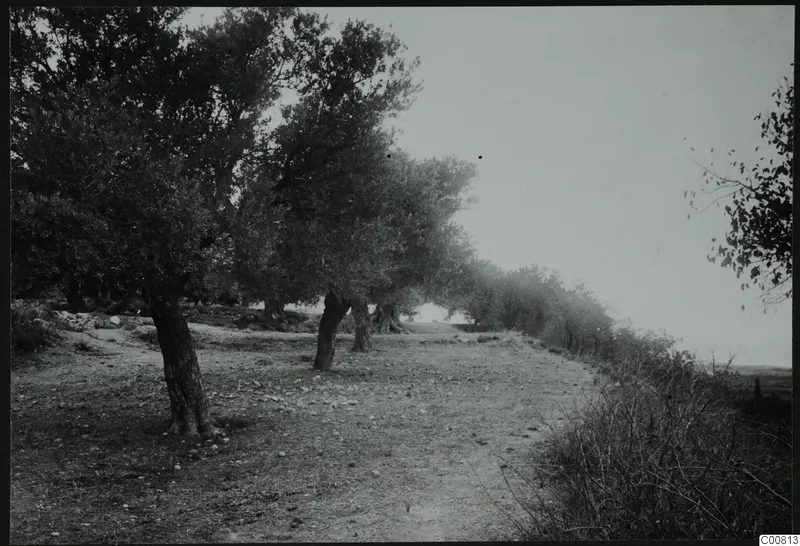 Gnarled trees beside a stony path at Ayia Anastasia, Lapithos, with scrub along the right edge.