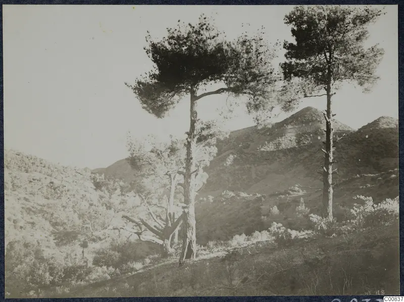 Two tall pines and a dead tree on a hillside with bushes and rounded mountains behind, near Machairas