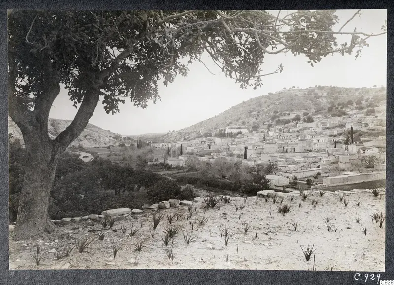 Kalavasos village on a hillside, seen from the east, with a large tree in the foreground