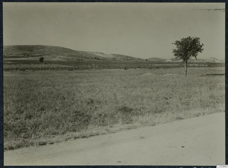 Open grassy plain with a lone tree on the right and low hills across the background at Idalion.