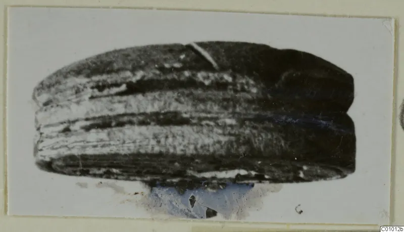 Dark stone object with pale horizontal banding, possibly a scarab, shown on a mounted card