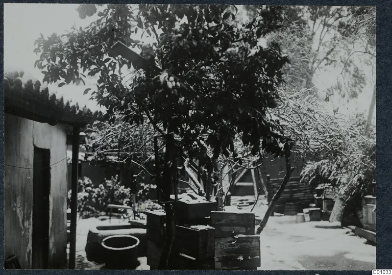 Courtyard of the Swedish Institute in Nicosia, with a tree, stacked wooden crates and a whitewashed building