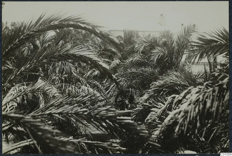Dense palm fronds with snow lying on them, in Nicosia.