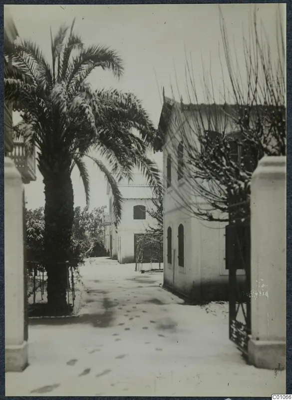 Snow-covered lane in Nicosia lined with white buildings, a tall palm tree and a bare tree by a gateway.
