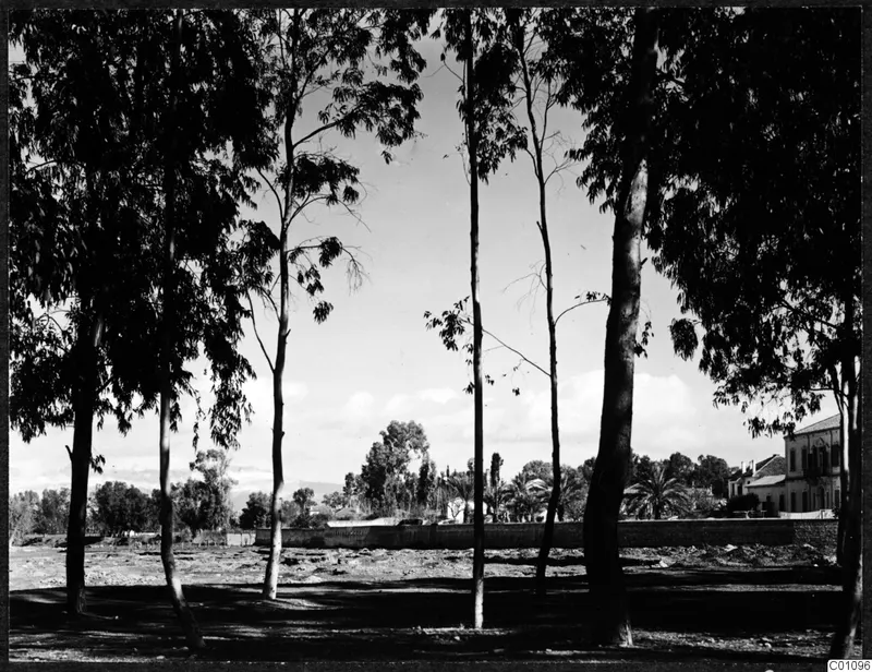 Tall slender trees frame a cleared open ground and a long low wall, with a two-storey building at the right edge in Nicosia.