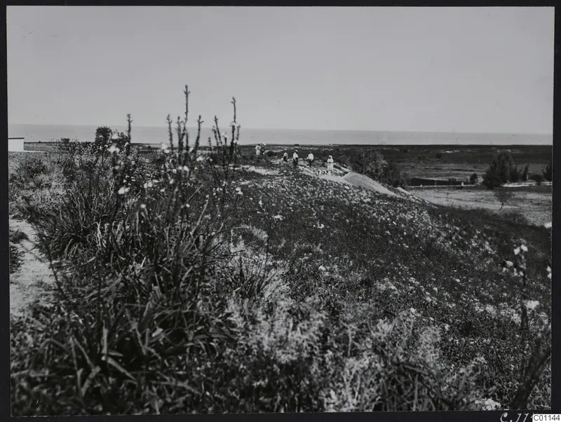 Flowering scrub on a grassy ridge at Marion, with people walking along the crest and the sea beyond.