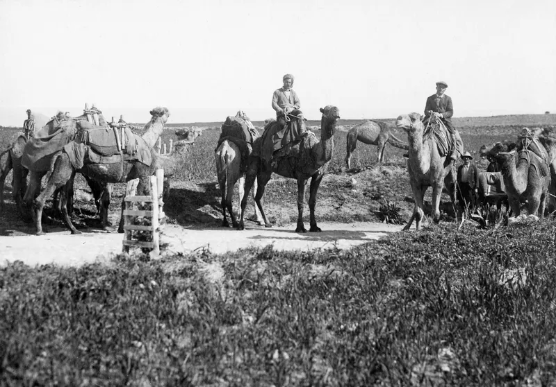 Camels with packs and two riders on a dirt road at Marion, with a wooden ladder at the roadside