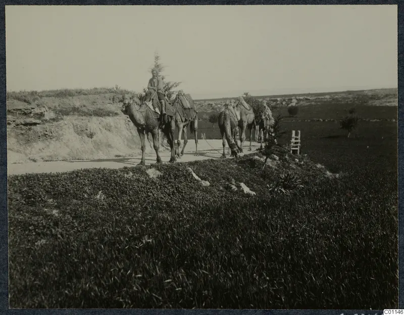 Camels with packs on a dirt track at Marion, one rider on the lead camel, and a wooden ladder beside a field.