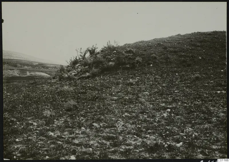 Grassy hillside at Marion with scrub bushes and scattered stones, a plain and low hills to the left