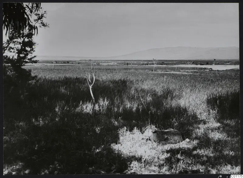 Topography at Marion: a grassy plain with a lying animal in the foreground and a mountain ridge on the horizon