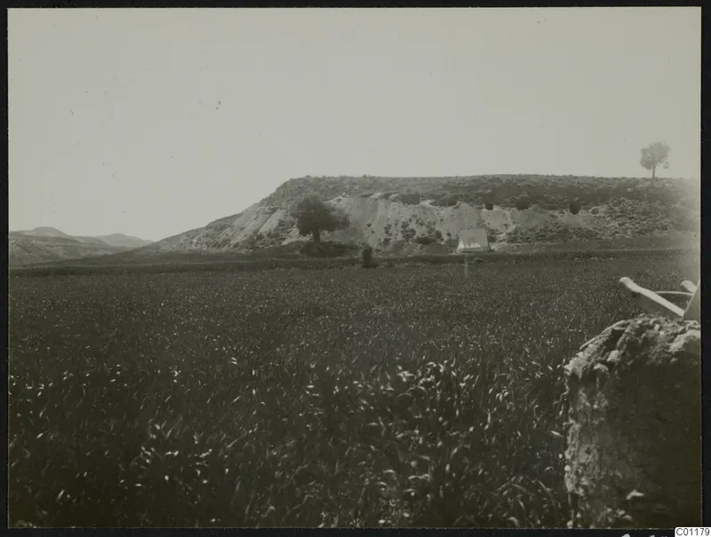 Field of crops below an eroded hillside at Marion, with a tree and a small white tent on the slope.