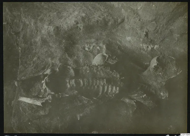 Skeleton in Tomb 9 at Marion during excavation, with skull and ribs visible in the soil.