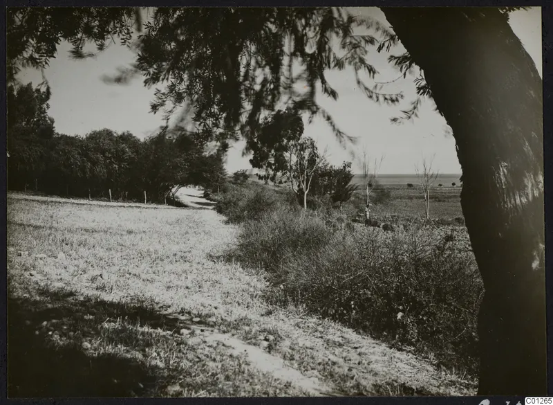 Dirt road through bushes and trees at Marion, with the sea on the horizon.